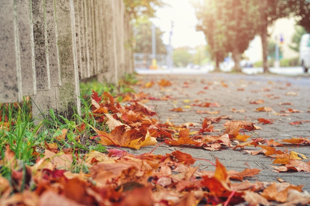 leaves on brick sidewalk