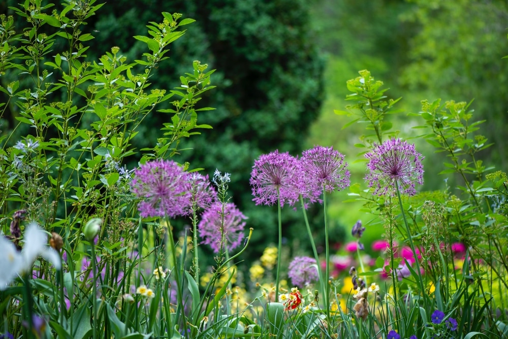 wildflowers in field